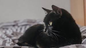 1.4.0.10 mimpi kucing melahirkan / kucing beranak. Arti Mimpi Kucing Hitam Menurut Primbon Jawa Waspada Pertanda Ada Pertengkaran Dalam Waktu Dekat Tribun Jatim