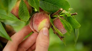 South tex organics is a leading organic wholesale and mail order shipper. Fruit Trees For San Antonio Garden Style San Antonio