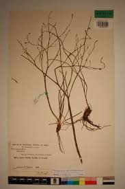 Image result for Trachyandra saltii