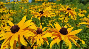 Check spelling or type a new query. Best Ohio Native Plants To Beautify Your Yard Or Garden