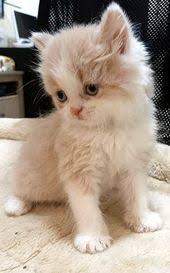 cats uae beautiful pets in ajman aaiwa pets cat s cats