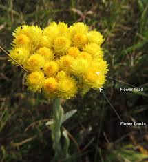 Image result for Helichrysum cephaloideum