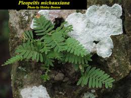 Image result for Pleopeltis