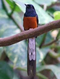 We did not find results for: White Rumped Shama Wallpapers Animal Hq White Rumped Shama Pictures 4k Wallpapers 2019