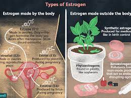 What are the effects of increased estrogen? Estrogen Types And Their Connection To Breast Cancer