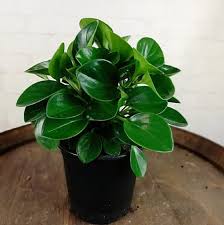 Indoor plant low light cat safe. 28 Low Light Indoor Plants Safe For Cats And Dogs