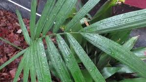 Image result for Chamaedorea radicalis