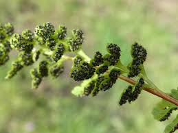 Image result for Anogramma