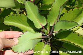 Image result for Kalanchoe pinnata