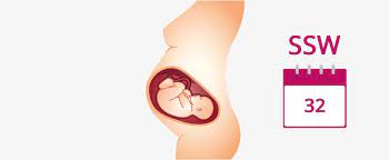 Wir hoffen dieser vlog hat euch gefallen, für mehr videos hinterlasst uns einen daumen nach oben und vergisst nicht uns kostenlos zu abonnieren. 32 Ssw Schwangerschaftswoche Baby Grosse Gewicht In 32 Ssw