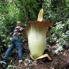 Mai 2013) dem hangrutsch am 20. Titanenwurz Titanwurz Samen Amorphophallus Titanum Preis 13 00
