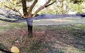 Seorang siswa baru, lana datang ke sma favorit di jakarta. Anim Agro Technology Jaring Di Bawah Pokok Durian