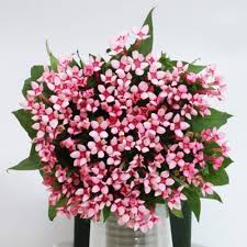 Image result for Bouvardia