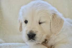 Maybe you would like to learn more about one of these? Golden Retriever Price Everything You Should Know Official Golden Retriever