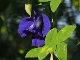 Image result for Clitoria kaessneri