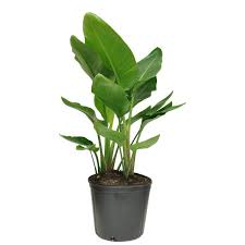 Costa Farms White Bird Of Paradise In 9 1 4 In Pot 10white The Home Depot Domenik сервиз domenik paradise bird парадайз бэрд, 19 предм. usd