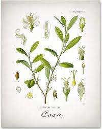 Image result for Erythroxylaceae