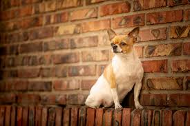 However, the opposite is also true; Why Does My Chihuahua Snort Spire Pet