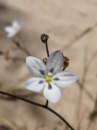 Image result for Wahlenbergia capitata