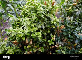 Image result for Buxaceae
