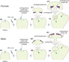 It is dioicous, having separate male and female plants. Regulation Of Gametangia And Gametangiophore Initiation In The Liverwort Marchantia Polymorpha Springerlink