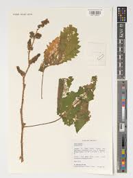 Image result for Urtica massaica