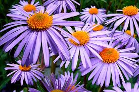 Flowers that grow in loveland co. Pride For Native Colorado Plants Colorado Country Life Magazine