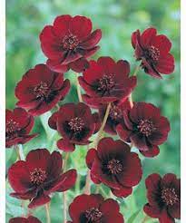 Chocolate Cosmos Choca Mocha 2l Chocolate Cosmos Chocolate Cosmos Flower Cosmos Flowers