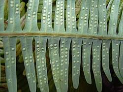 Image result for Dicranopteris elegantula