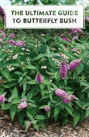 Every Gardener Dreams About A Hedge Of Buddleia Covered With Butterflies In Late Summer These Types Of Plant Ar Butterfly Bush Grow Butterflies Outdoor Plants