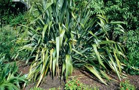 Image result for Phormium