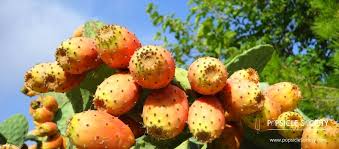 Nutritional target map for prickly pears, raw. Discovering Our Food Fichi D India Or Prickly Pear Cactus Fruit Popsicle Society