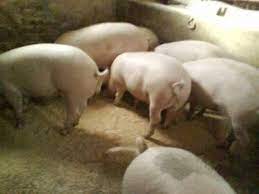 We did not find results for: Vand Porci Carne