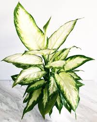 Ieffenbachia Also Know As Dumb Cane Is A Pretty Easy Houseplant To Care For With Beautiful Foliage This Variation Is Camill House Plants Foliage Plant Leaves