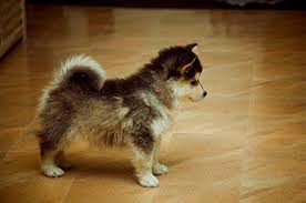 Our dog breed selector can help you to find the right dog breed to suit your lifestyle. These 25 Cute Cross Breed Dogs Will Make You Fall In Love With Mutts Bored Panda
