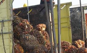 Siapa yang tidak mengenal pasar. Berita Sawit Harga Tbs Sawit Riau Periode 28 April 4 Mei 2021 Naik Rp 135 95 Kg