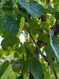 We did not find results for: Petani Rasional Twitterissa Ning Ndesamu Iki Arane Opo Ndes Kek Kentang Tapi Merambat