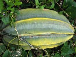 Image result for Telfairia occidentalis