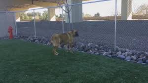 Some of the areas we service are juarez, santa teresa, westway, horizon city, socorro and san elizario. El Paso Animal Services Offers Free Pet Adoptions