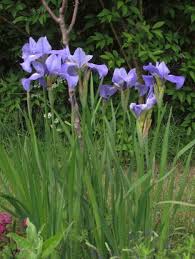 Image result for Iridaceae