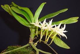 Image result for Cyrtorchis arcuata