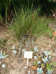 Image result for Xerophyta
