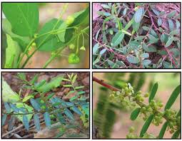 Image result for Phyllanthus odontadenius
