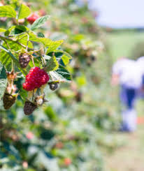 Produire Des Petits Fruits Rouges En Agriculture Biologique Produire Bio