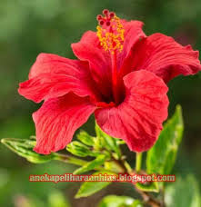 1.3.1 untuk mengetahui cara membuat teh bunga sepatu . Manfaat Bunga Kembang Sepatu Hibiscus Rosa Sinensis Aneka Hewan Peliharaan Dan Tanaman Hias