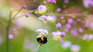 Check spelling or type a new query. Plant A Bee Friendly Lawn This Spring Science Museum Of Minnesota