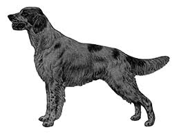 Image result for irský červenobílý setr