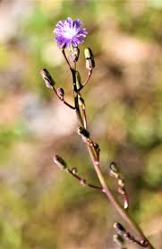 Image result for Lactuca ugandensis