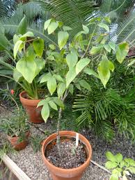 Image result for Gonatopus