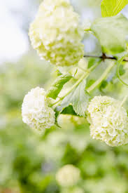 Gartengluck Im Mai Oder Schneeball Ohne Lause Pomponetti Schneeball Schneeball Pflanze Wohnen Und Garten